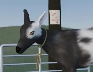 video preview for post 21722