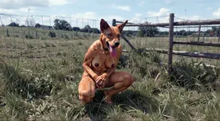 video preview for post 364179