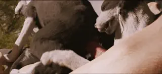 video preview for post 55623